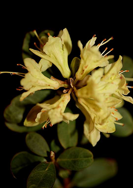 Rhododendron flower macro