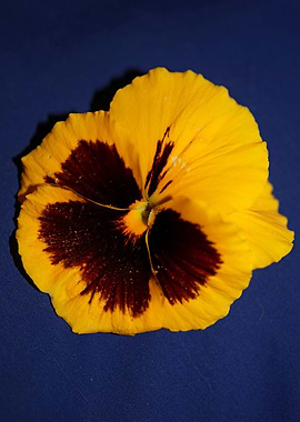 Viola flower background