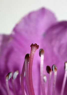 Rhododendron blossoming