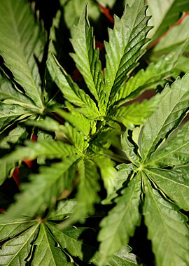 Cannabis indica background