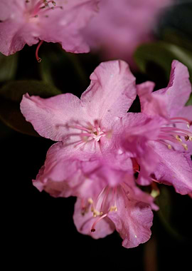 Rhododendron flower macro