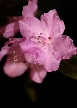 Rhododendron flower macro