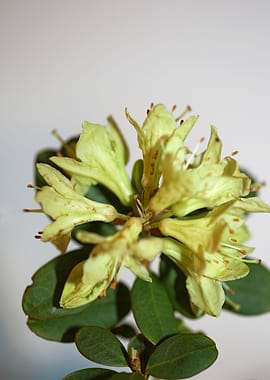Rhododendron blossoming