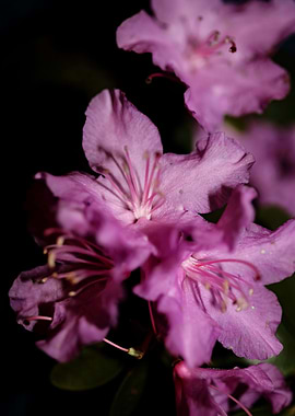 Rhododendron flower macro
