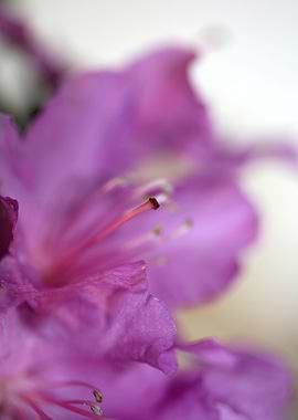 Rhododendron background