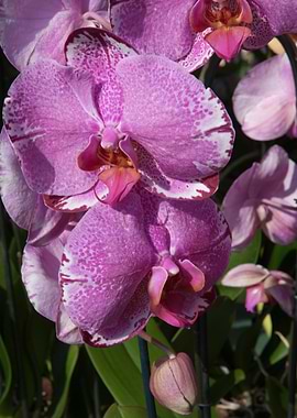 orchid in the garden