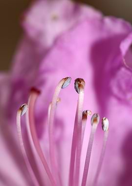 Rhododendron background