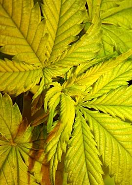 Cannabis flower background