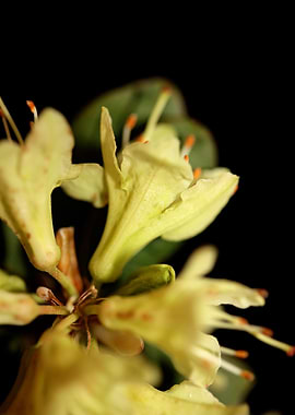 Rhododendron flower macro