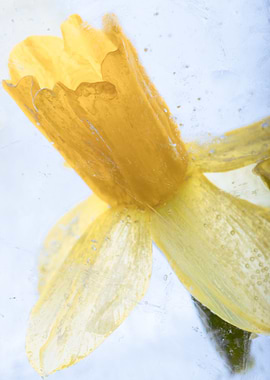Narcissus in ice