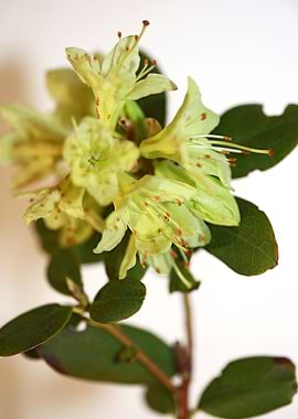 Rhododendron background