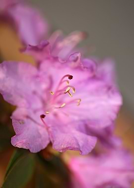 Rhododendron background