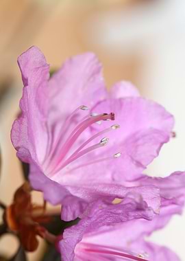 Rhododendron flower macro