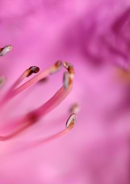 Rhododendron background