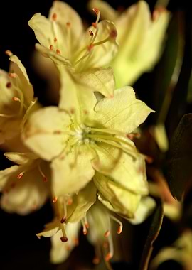 Rhododendron background