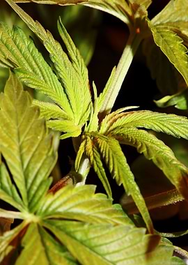 Cannabis indica background