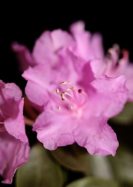 Rhododendron flower macro