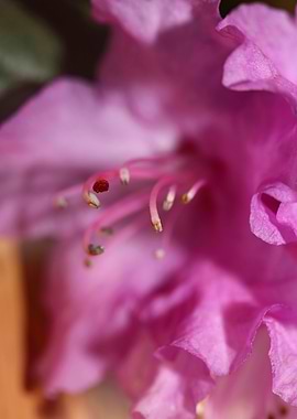 Rhododendron background