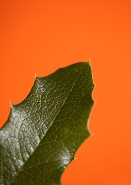 Berberis flower home decor