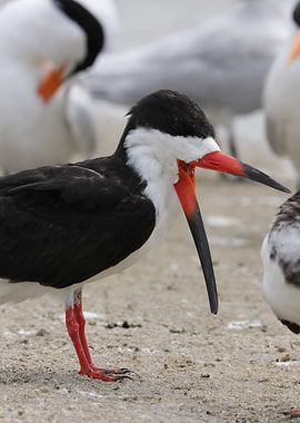 Black Skimmer