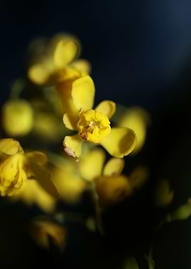 Berberis aquifolium flower