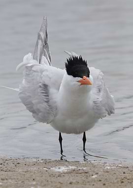 Tern