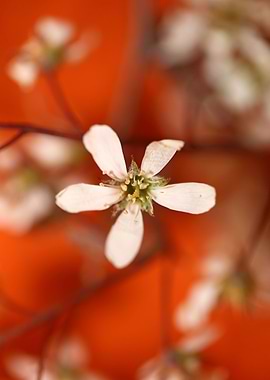 Prunus spinosa rosaceae