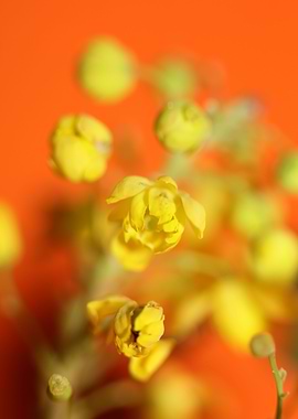 Berberis aquifolium macro