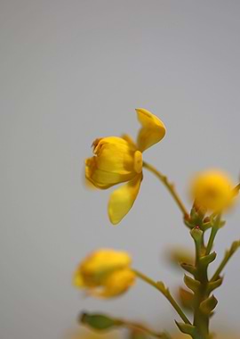 Berberis aquifolium macro