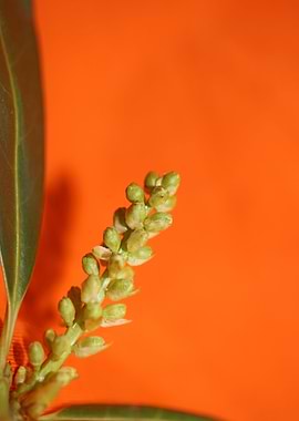 Prunus lusitanica fruits