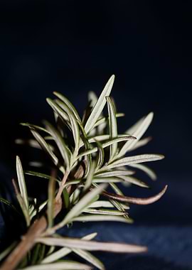 Rosmarinus officinalis