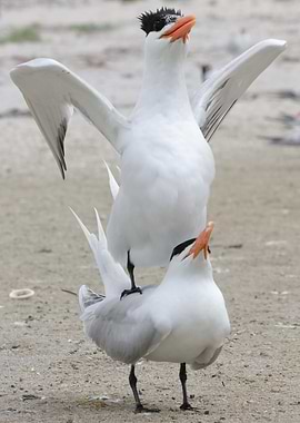 Royal Tern