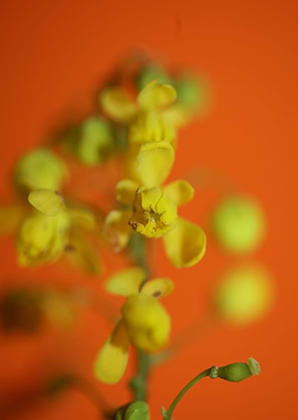 Berberis flower home decor
