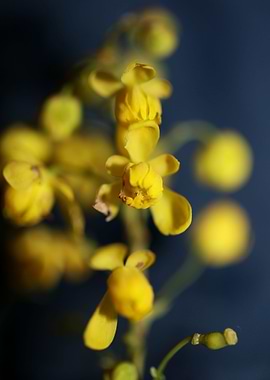 Berberis aquifolium flower