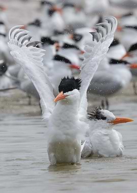 Royal Tern