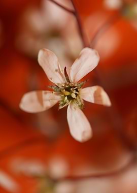 Prunus spinosa rosaceae