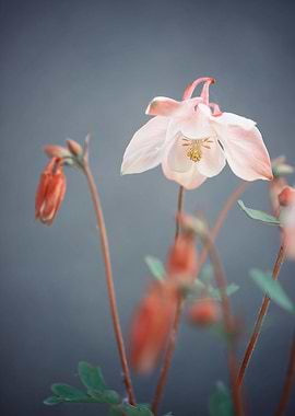 Columbine flowers, macro