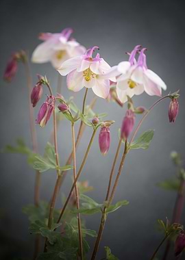 Pink purple flowers, macro