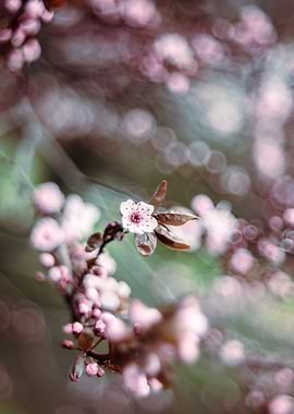 Spring trees, pink flower