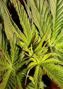 Cannabis sativa leaves