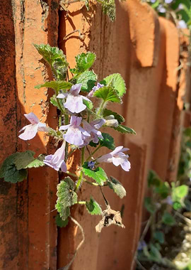 little purple flower 04