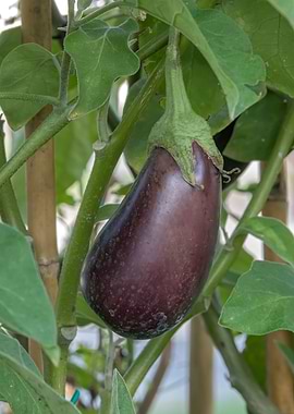 eggplant grows