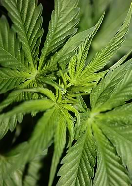 Cannabis indica leaves