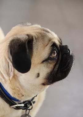 Profile of a Pug