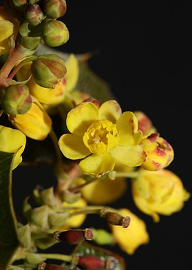 Berberis aquifolium flower