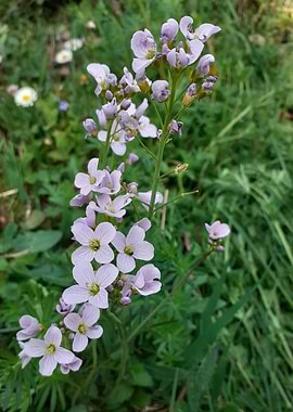 little purple flower 03