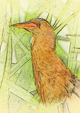Little bittern