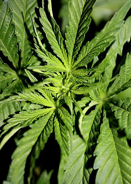 Cannabis indica leaves