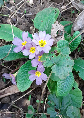 purple primula