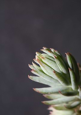 Sedum secculent flower